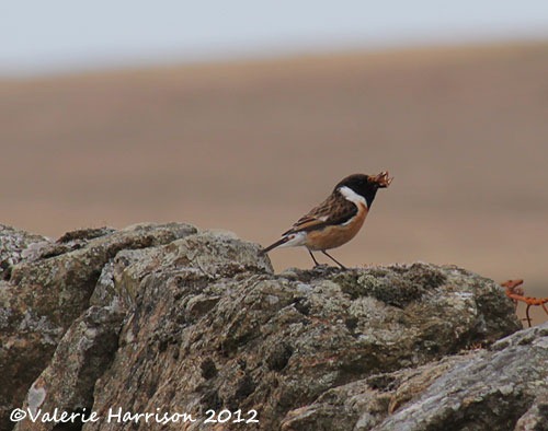 [52-stonechat-and-emperor%255B2%255D.jpg]