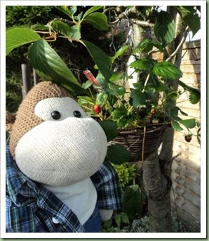 Strawberry hanging baskets