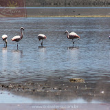 Arica - Parque Nacional Lauca (44 de 48).jpg