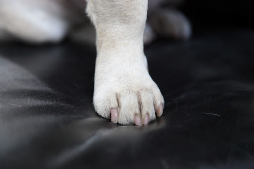 I've seen shoes for dogs before to protect paws from harsh elements, but I've never seen dog shoes for running!