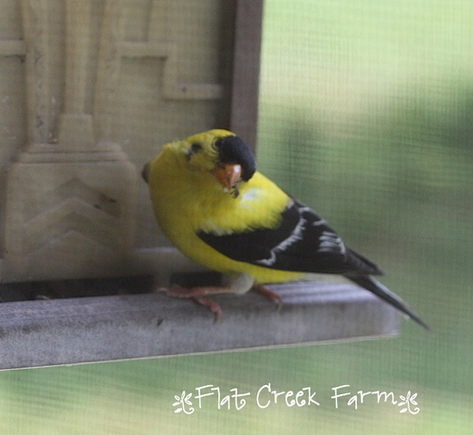 [goldfinch1%255B5%255D.jpg]