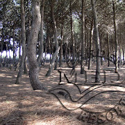 Pineta