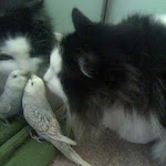 luna and angel.jpg luna and angel.jpg