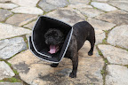 Yawn....I'm so tired of wearing this infernal thing!