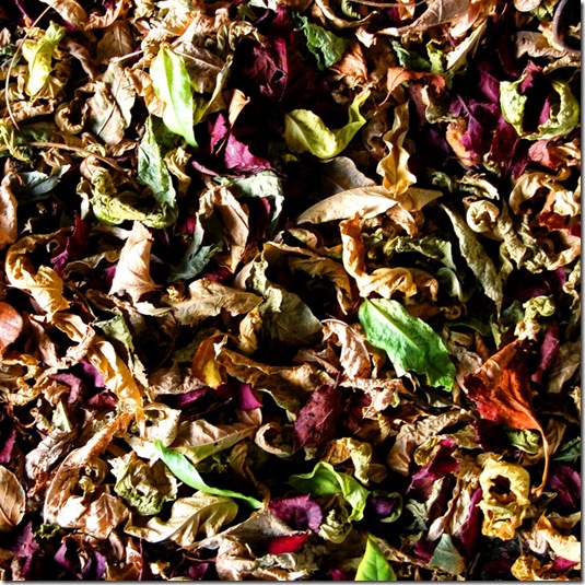leaves_texture_by_Blastermind leaves_texture_by_Blastermind