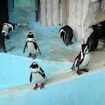 penguins at ueno zoo in Ueno, Japan 
