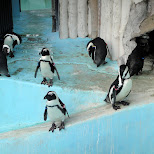 penguins at ueno zoo in Ueno, Tokyo, Japan