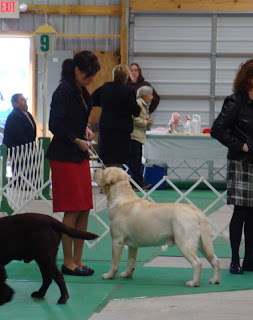 Kramer -  5 pt. Major toward Grand Champion
2010