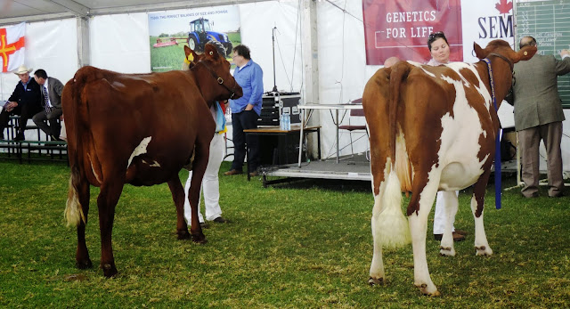 Cow over 2 and under 3, dry.jpg