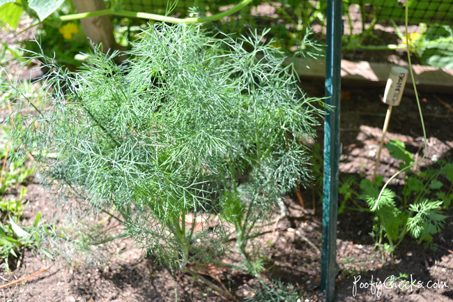 Tips to Growing Dill by Poofy Cheeks