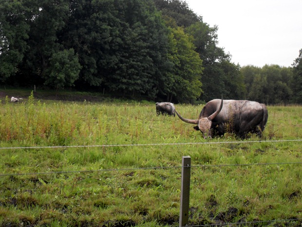 Texas Longhorns