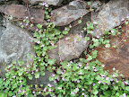 Cymabalaria muralis, sometimes called Kenilworth ivy or toadflax, is an adorable little plant that naturalizes beautifully. There is hardly anyplace where this little cutie doesn't look good! In fact, I'm trying to get it growing in my backyard right now.