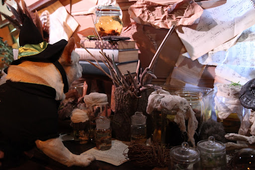 Wow, this isn't so bad, after all.  Kristin's Voodoo Shanty is great!  Look at all of these jars of creepy crawlies!