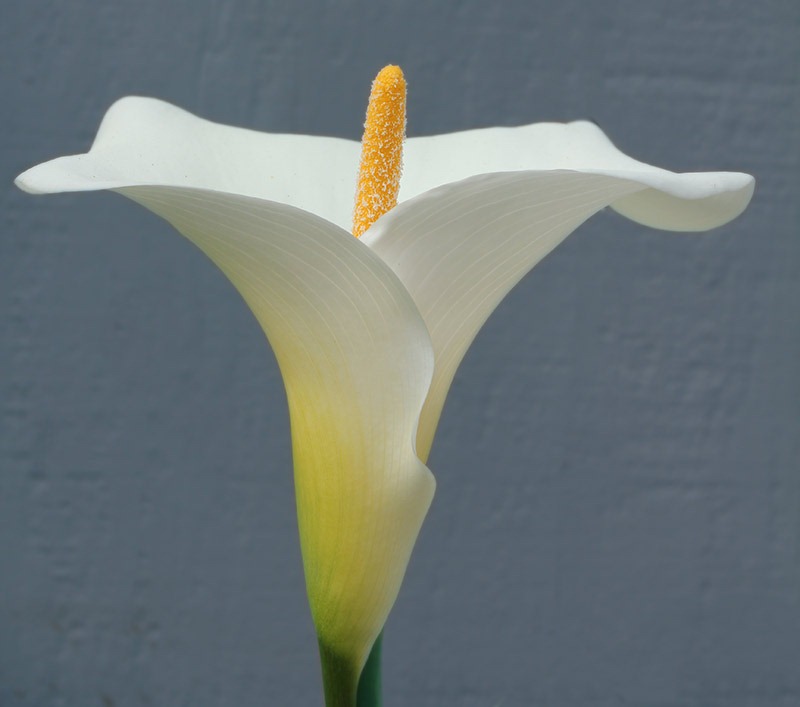 [110414_calla_lily%255B3%255D.jpg]