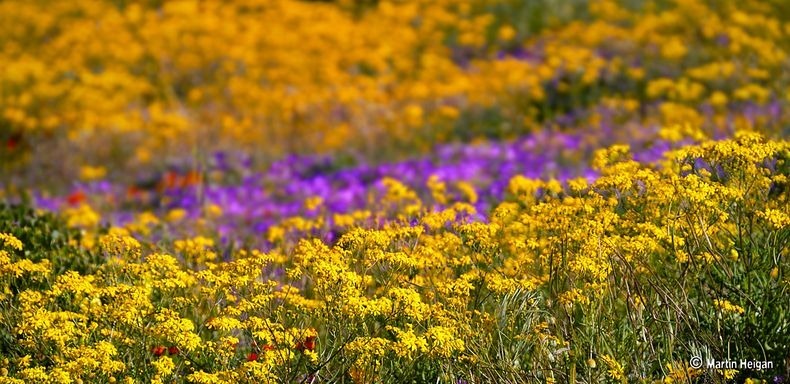 Namaqualand-flowers-2