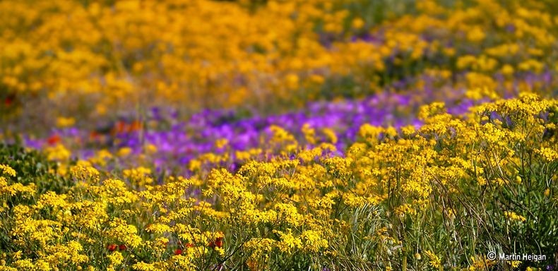 Namaqualand-flores-2 Namaqualand-flores-2
