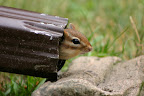 Chipmunk peeking out from the rain spout