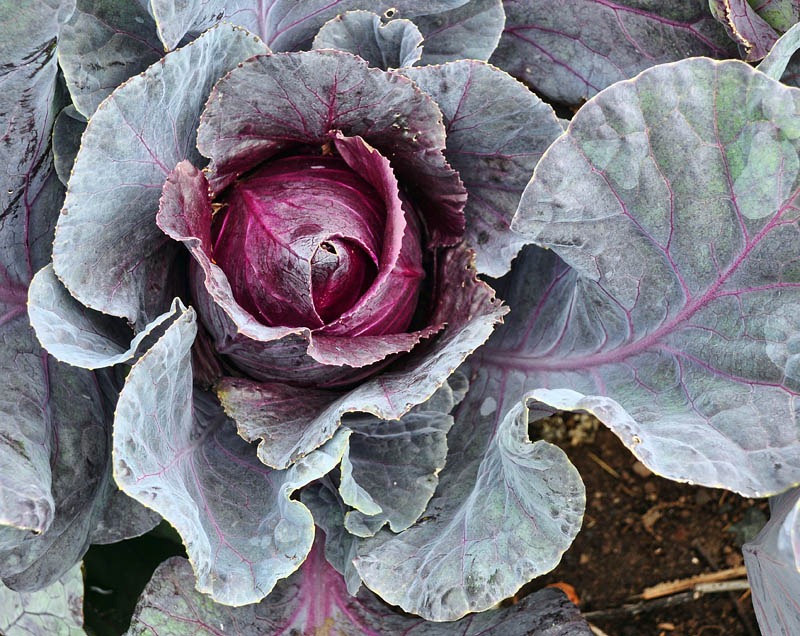 [Red-cabbage3.jpg]