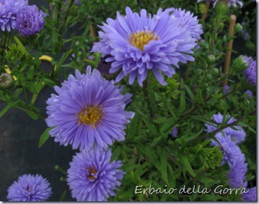 Aster novi belgii 'Marie Ballard' Aster novi belgii 'Marie Ballard'