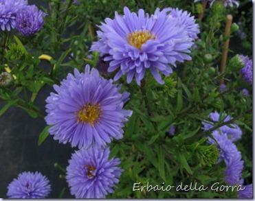 Aster novi belgii 'Marie Ballard'