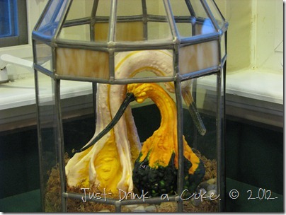 lovebird gourds