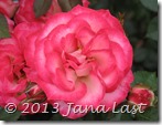 IMG_0269 IMG_0269