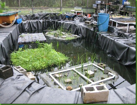 Elizabeth's Secret Garden: Aquaponics in Orlando, FL