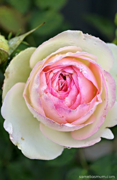 Pierre De Ronsard Rose