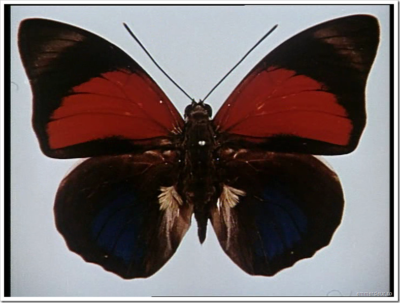 jan svankmajer historia naturae emmerdeur_108 jan svankmajer historia naturae emmerdeur_108