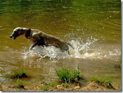 jasper swimming four paws