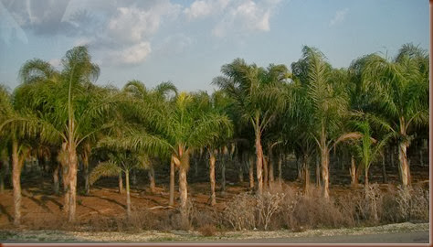 07DatePalms 07DatePalms