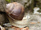snail-1-2.jpg