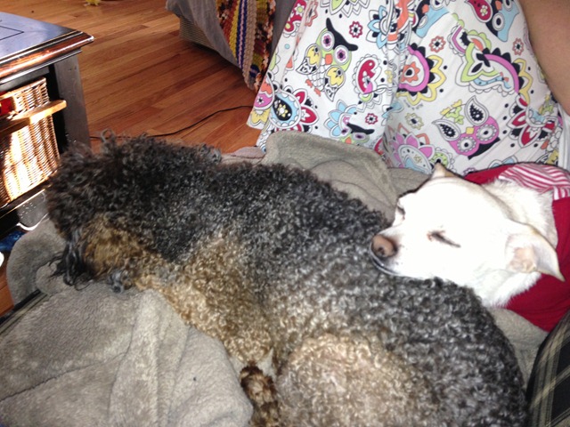 [Higgins%2520and%2520Bandit%2520sleeping%255B3%255D.jpg]
