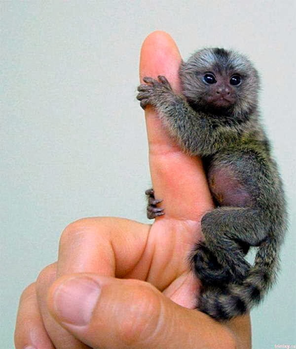 5- O Menor Macaco do Mundo 5- O Menor Macaco do Mundo