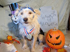 Howl-o-Ween Hounds