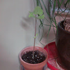 Plants