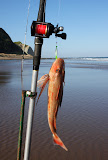 Gurnard, Ocean Beach, HB, NZ