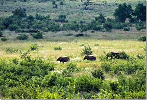 elephants2