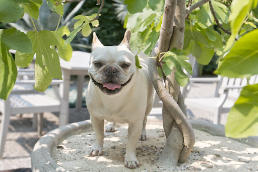 Here I am posing with one of Martha's large potted fig trees. This one has a twisted trunk. You may not know this, but figs were first cultivated five thousand years ago in the Middle East. Here I am posing with one of Martha's large potted fig trees. This one has a twisted trunk. You may not know this, but figs were first cultivated five thousand years ago in the Middle East.
