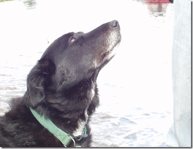 faithful hound faithful hound