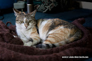 During the week of intense fighting in May 2010, residents were too afraid to get out of the house to get food. Hind survived it on dried salted fish and a lot of water.