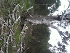 Sep 11 - Old tree