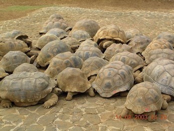 เต่ายักษ์ที่เกาะอัลดาบรา Aldabra-2