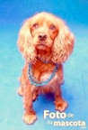 REYNA hembra, joven, Cocker spaniel 
 Activa, cariñosa y juguetona...un encanto
Convive con todas las personas y animales