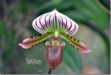 cr-ppl-stripe-orchid