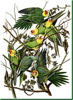 Audubon's Carolina Parakeet