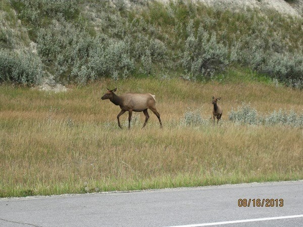 [Elk-in-Jasper-National-Park.jpg]