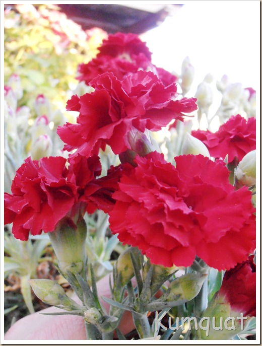 dianthus 4