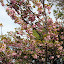Spring Has Sprung - Akaroa, New Zealand