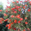 Bottlebrush